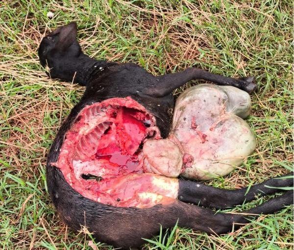 Morador de fazenda em Rancho Alegre D’oeste relata possível ataque de onça parda em ovelhas